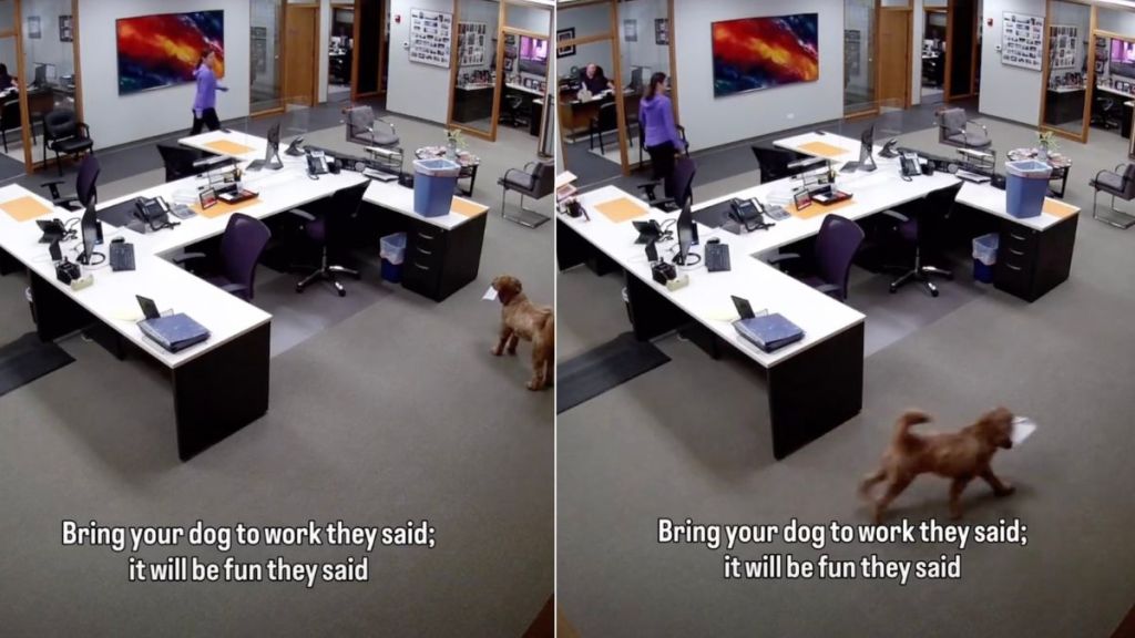 Dog Turns Into Paper Thief in Hilarious Security Camera Footage