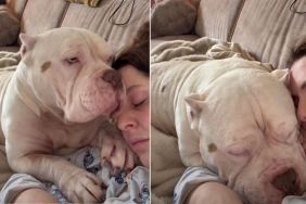Rescue Dog Comforts Owner After She Loses 4 Dogs