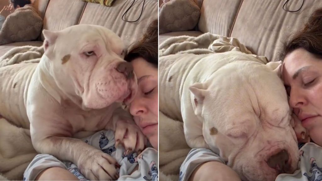 Rescue Dog Comforts Owner After She Loses 4 Dogs