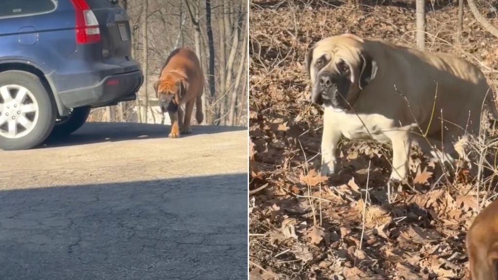 Dogs Are 'Totally Unfazed' After Owner Catches Them Coming Out of Woods