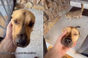 Rescue Dog & Cat Want to Oversee Dad Collecting Mail in Cute Video