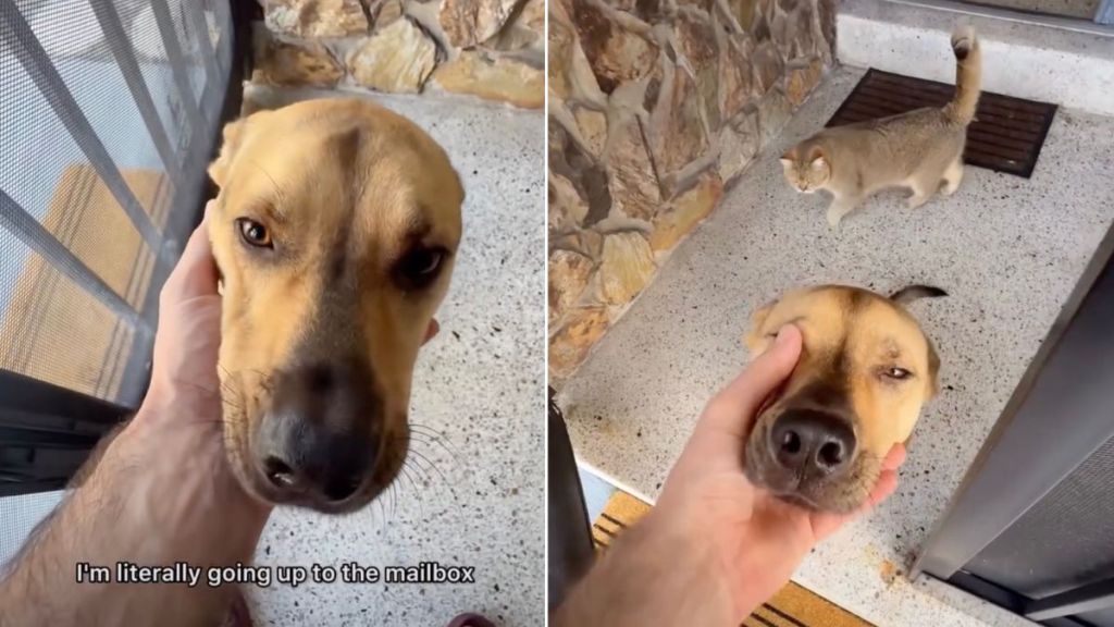 Rescue Dog & Cat Want to Oversee Dad Collecting Mail in Cute Video