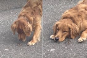 Video: Golden Retriever Goes Viral for Gently Blocking a Mouse's Path