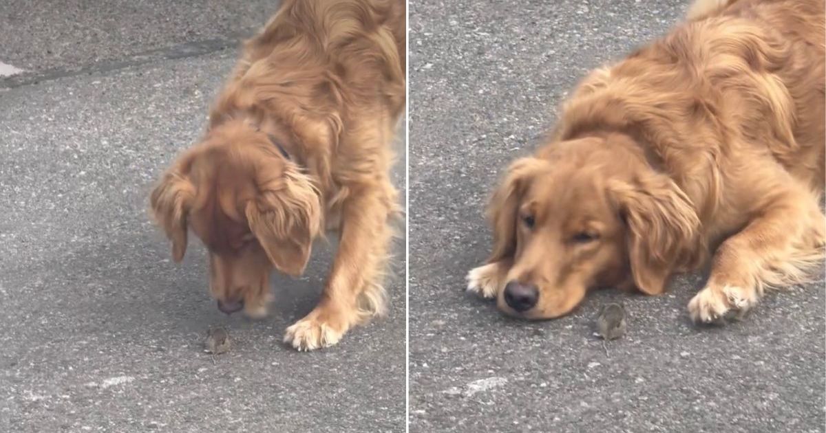 Video: Golden Retriever Goes Viral for Gently Blocking a Mouse's Path