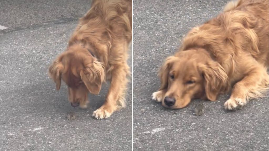 Video: Golden Retriever Goes Viral for Gently Blocking a Mouse's Path