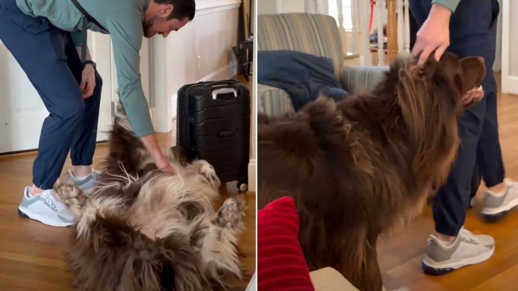 Video: Dog Reacts When He Hears Dad's Car Pull Up
