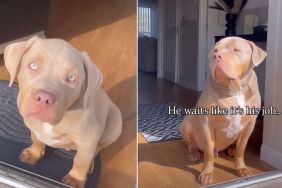 Video: Dog Waits for Sisters by Door Since He Was a Puppy