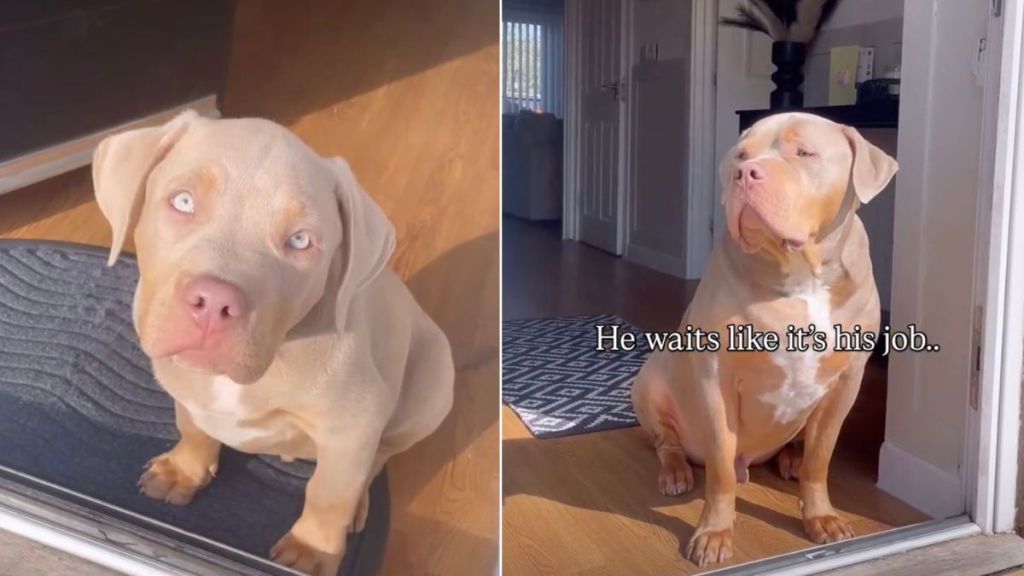 Video: Dog Waits for Sisters by Door Since He Was a Puppy