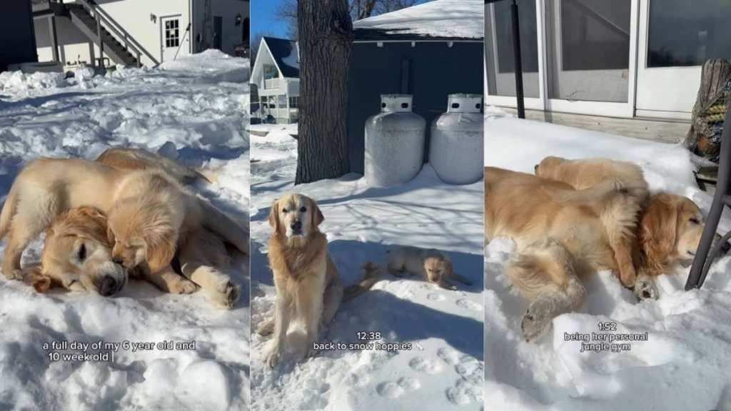 Video Shows Golden Retriever & Puppy's Whole Day in the Snow