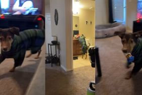 Dog Does Every Task With the Same Energy in Funny Video