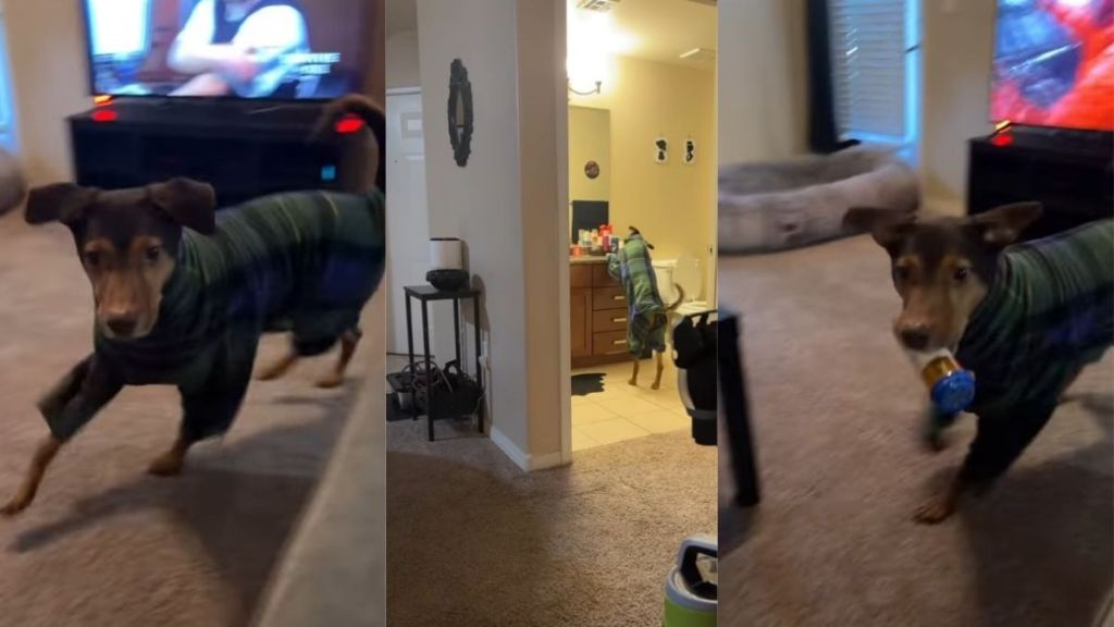 Dog Does Every Task With the Same Energy in Funny Video