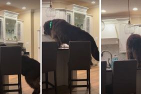 Big Dog Is Unaware the Camera Is On & Pulls This Sneaky Stunt