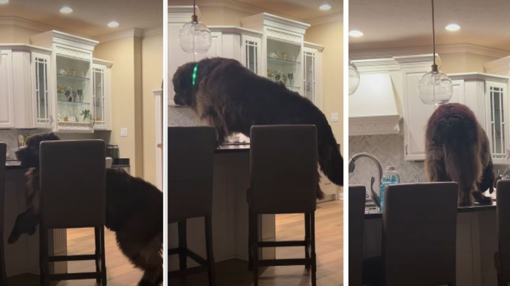 Big Dog Is Unaware the Camera Is On & Pulls This Sneaky Stunt