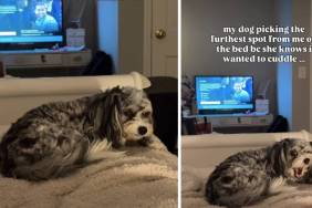 Dog Avoids Owner’s Side of the Bed for a Funny Reason