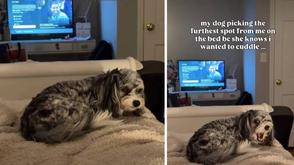 Dog Avoids Owner’s Side of the Bed for a Funny Reason