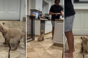 Golden Retriever Puppy Wants to Be Where Dad Is in Adorable Video