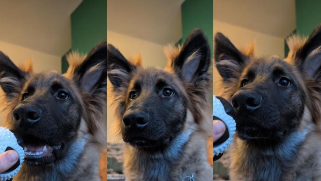 Video: Dog Take Gentle Command a Little Too Seriously