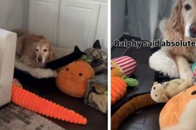 Video: Golden Retriever Makes Sure His Toys Are Not Shared With the Puppy
