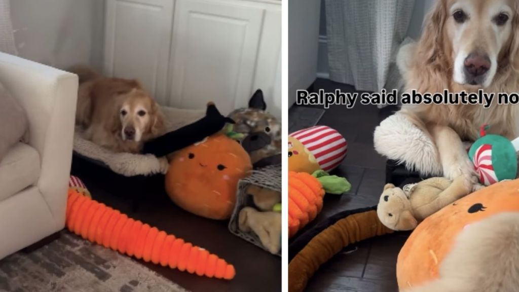 Video: Golden Retriever Makes Sure His Toys Are Not Shared With the Puppy