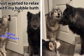 Pack of Huskies Gets ‘Worried’ Seeing Owner Relax in a Bubble Bath