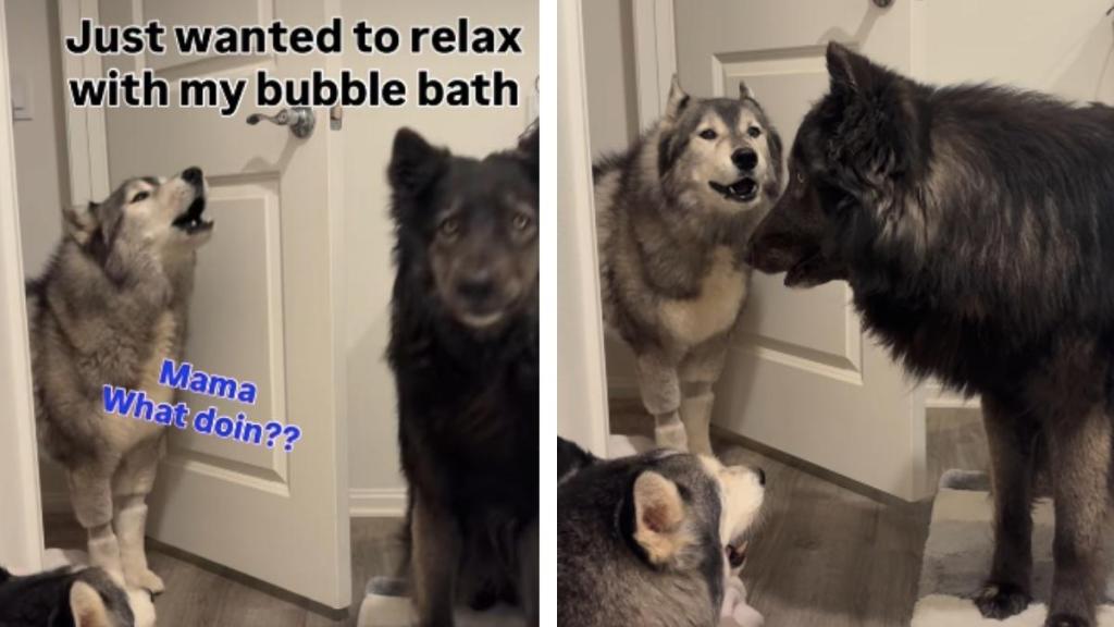 Pack of Huskies Gets ‘Worried’ Seeing Owner Relax in a Bubble Bath