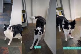 Dog Reacts to Being Denied Playtime First Thing in the Morning