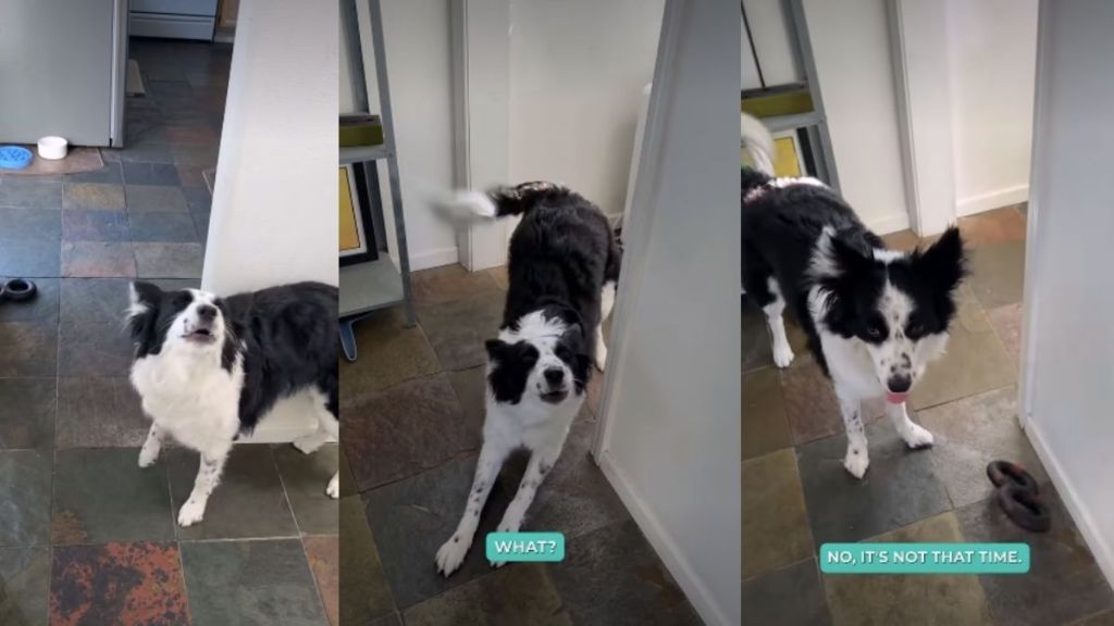 Dog Reacts to Being Denied Playtime First Thing in the Morning