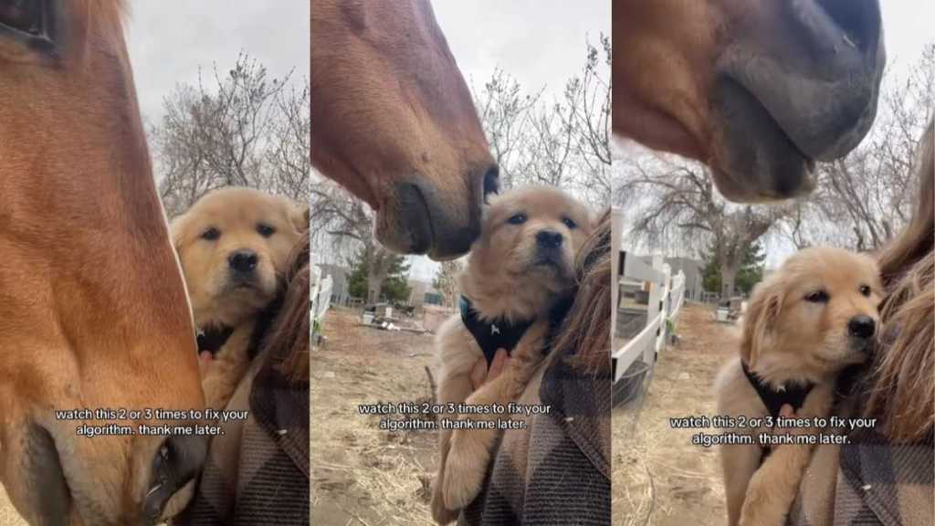 Golden Retriever Puppy Reacts to Horse Coming Near Her in Adorable Video