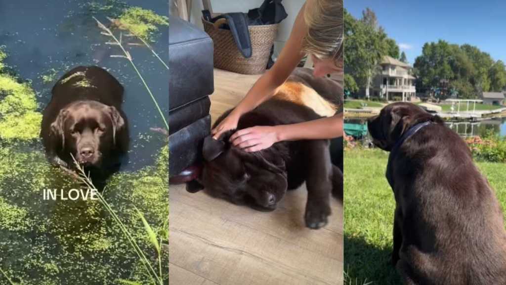 Video Shows Why It's So Easy to Love This Labrador