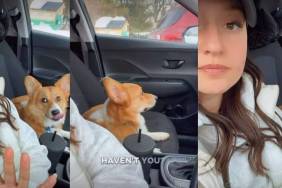 This Corgi's Side-Eye Will Make Your Day