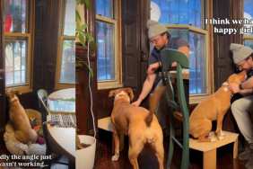 Video: Dog Keeps Reaching for Window Until Owner Builds the Perfect Solution