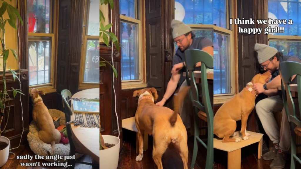 Video: Dog Keeps Reaching for Window Until Owner Builds the Perfect Solution