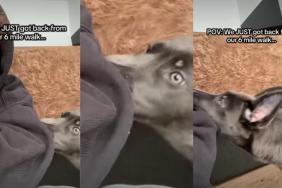Video: Puppy Wants More After a 6-Mile Walk