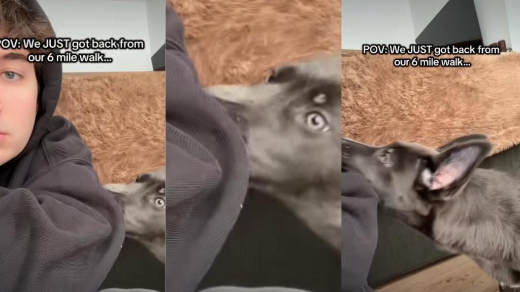 Video: Puppy Wants More After a 6-Mile Walk