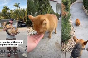 Rescue Pup Is Thrilled About Having Started Peace Talks With the Cat