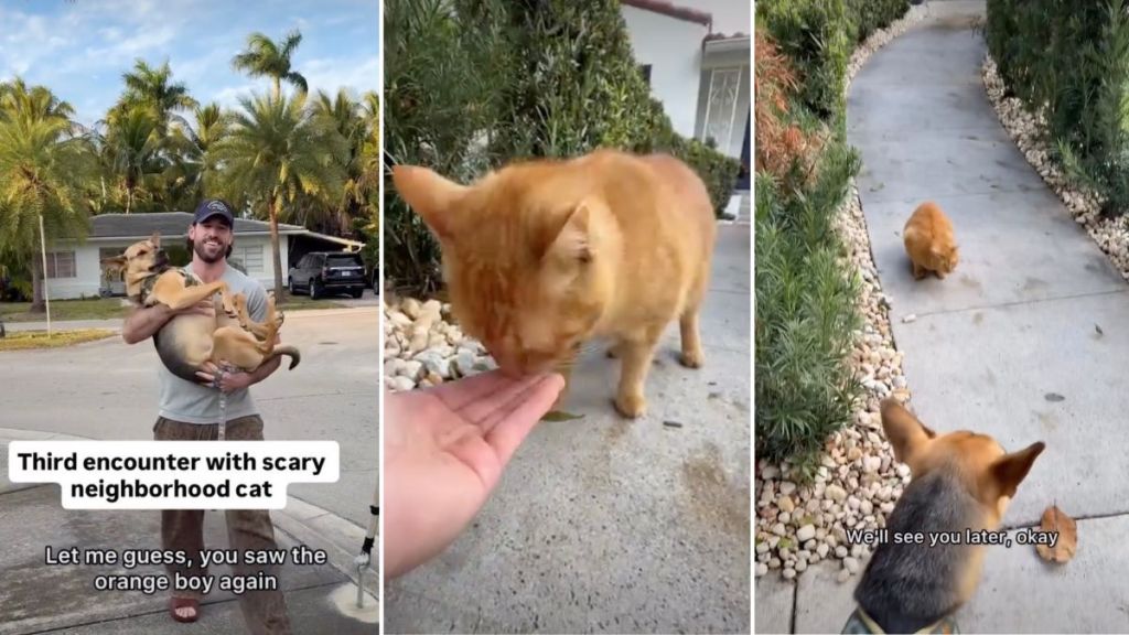 Rescue Pup Is Thrilled About Having Started Peace Talks With the Cat