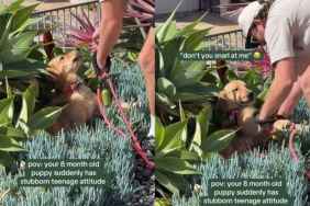 Golden Retriever Video Shows 'Stubborn Teenager' Phase Is Real