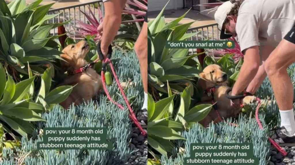 Golden Retriever Video Shows 'Stubborn Teenager' Phase Is Real