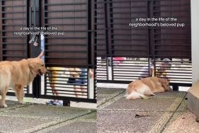 Golden Retriever Is Neighborhood's 'Beloved Pup' in Adorable Video