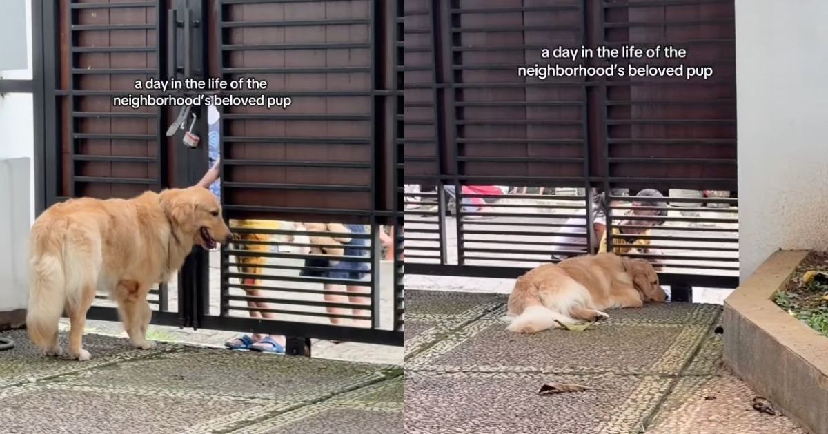 Golden Retriever Is Neighborhood’s ‘Beloved Pup’ in Adorable Video - DogTime