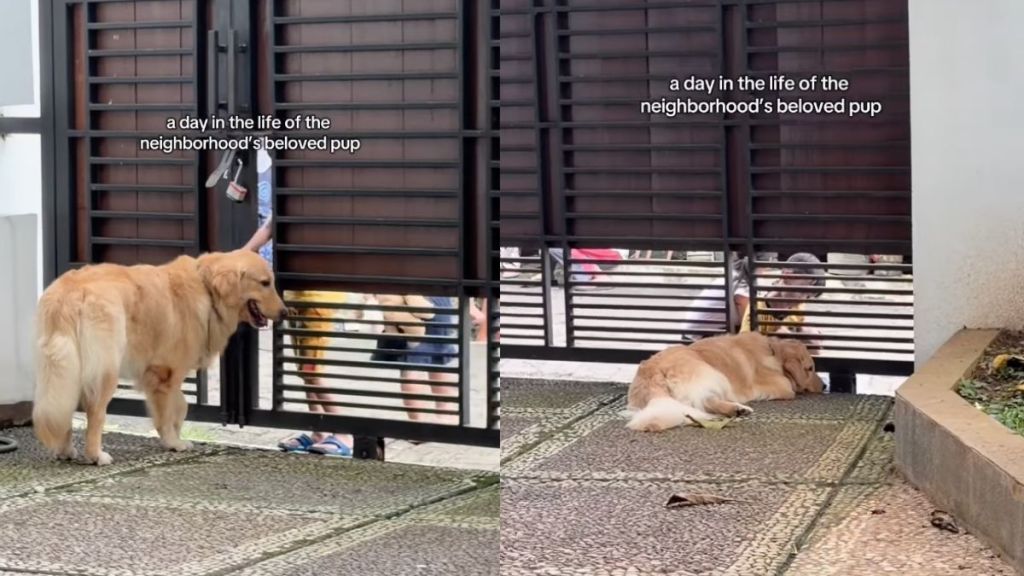 Golden Retriever Is Neighborhood's 'Beloved Pup' in Adorable Video