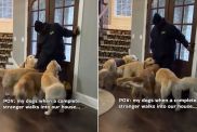 Video: Golden Retriever Pack React To Stranger Walking Into the House
