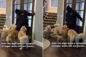 Video: Golden Retriever Pack React To Stranger Walking Into the House