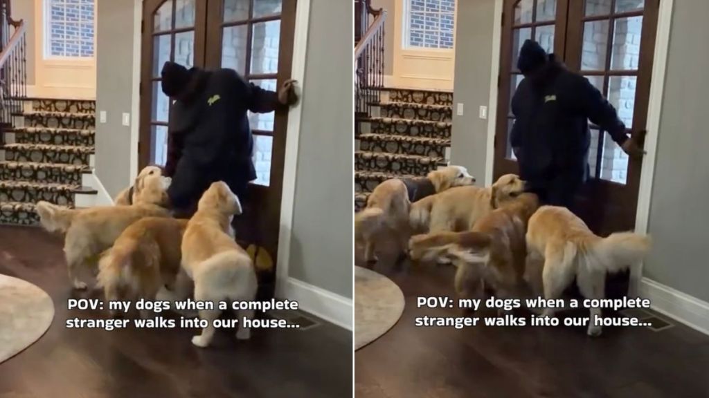 Video: Golden Retriever Pack React To Stranger Walking Into the House