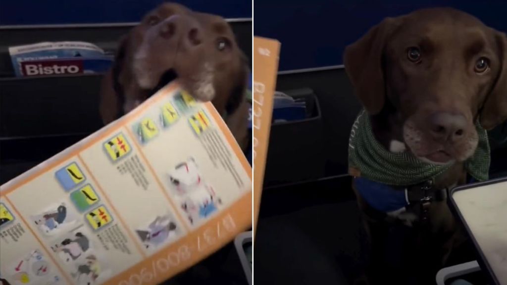 Video: Service Dog Hands the Safety Manual to Owner Before Flight Departs