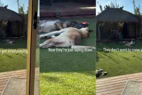 Video Shows Dogs Playing While Lying Down After Getting Tired