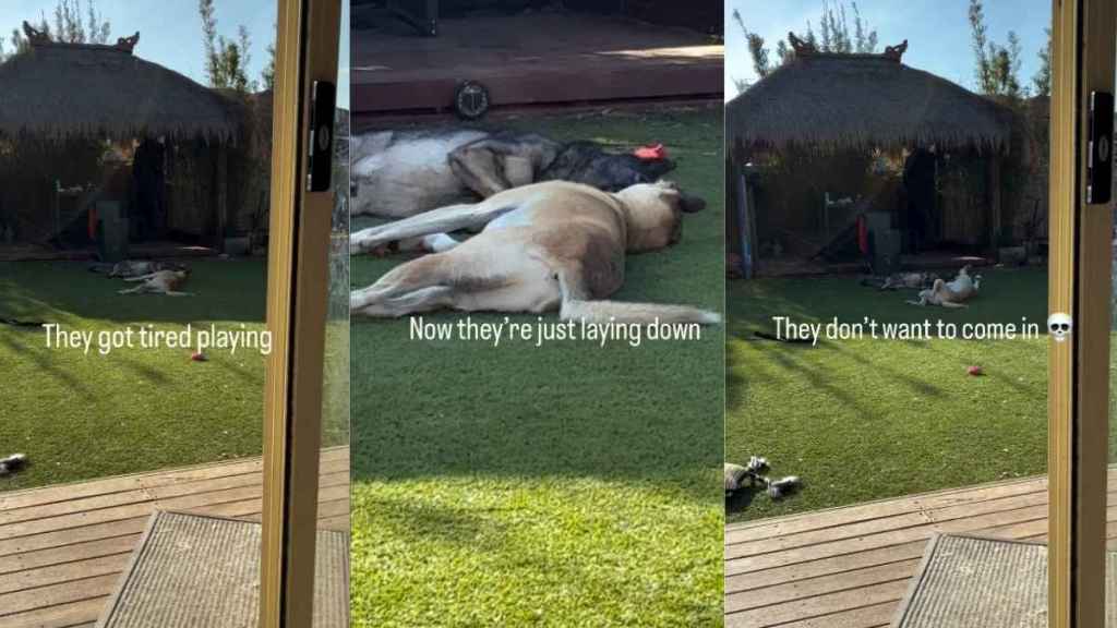 Video Shows Dogs Playing While Lying Down After Getting Tired