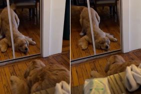 Video: Dog Adorably Gets Annoyed With Own Reflection