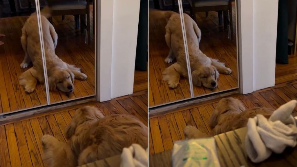 Video: Dog Adorably Gets Annoyed With Own Reflection