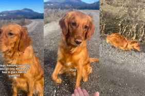 Golden Retriever Tired of Giving Paw in Hilarious Video